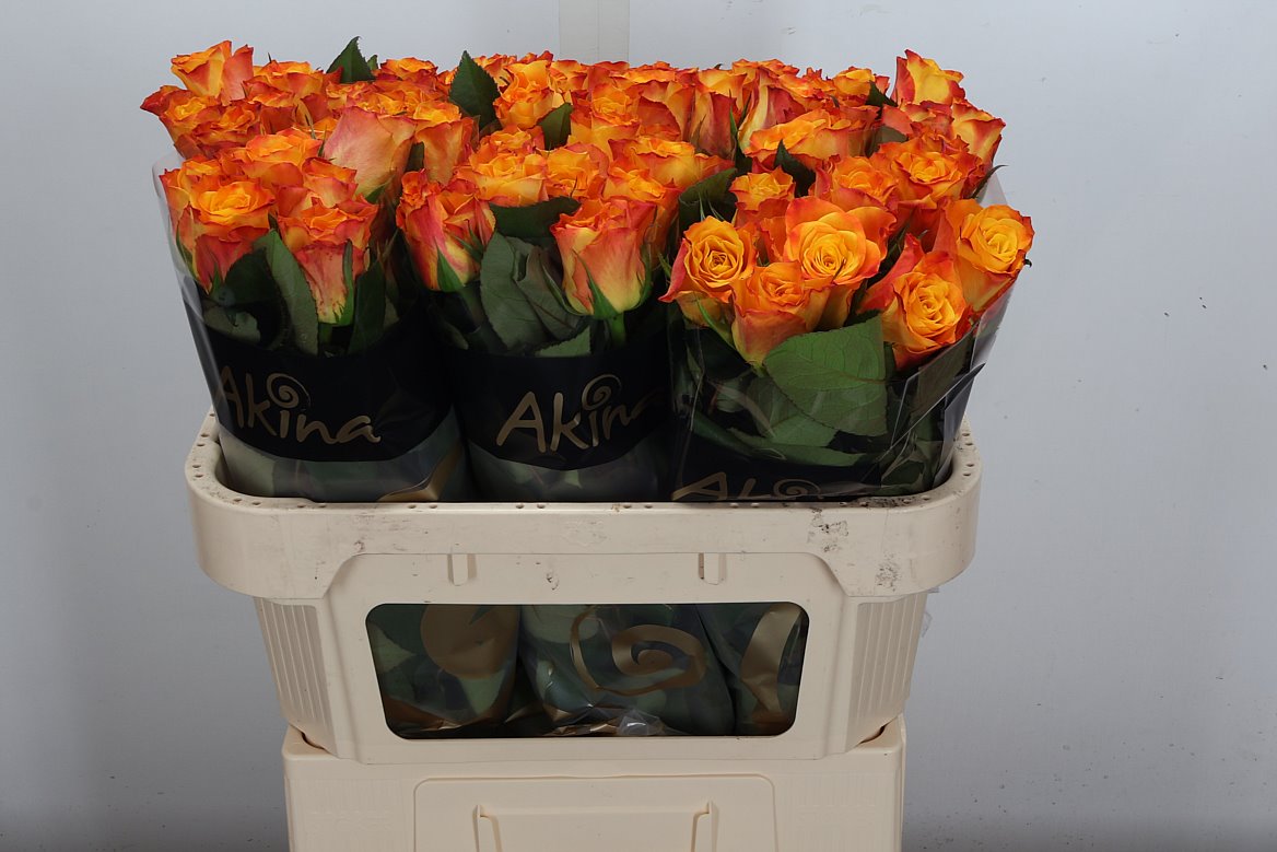 Rosa Marie-claire! 70cm