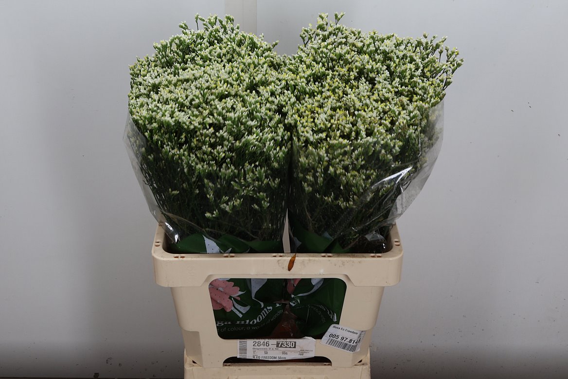 Limonium Sinense Sensi Piña Colada 60cm 25gr.