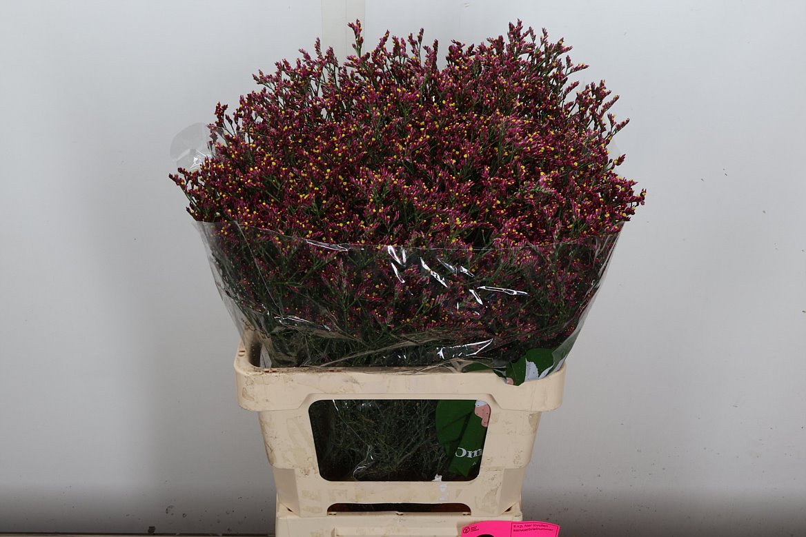 Limonium Sinense Scarlet Diamond 60cm 25gr.