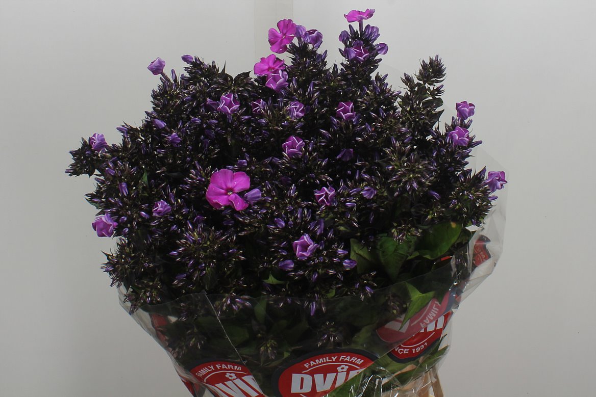 Phlox Magical Purple Illusionz 70cm