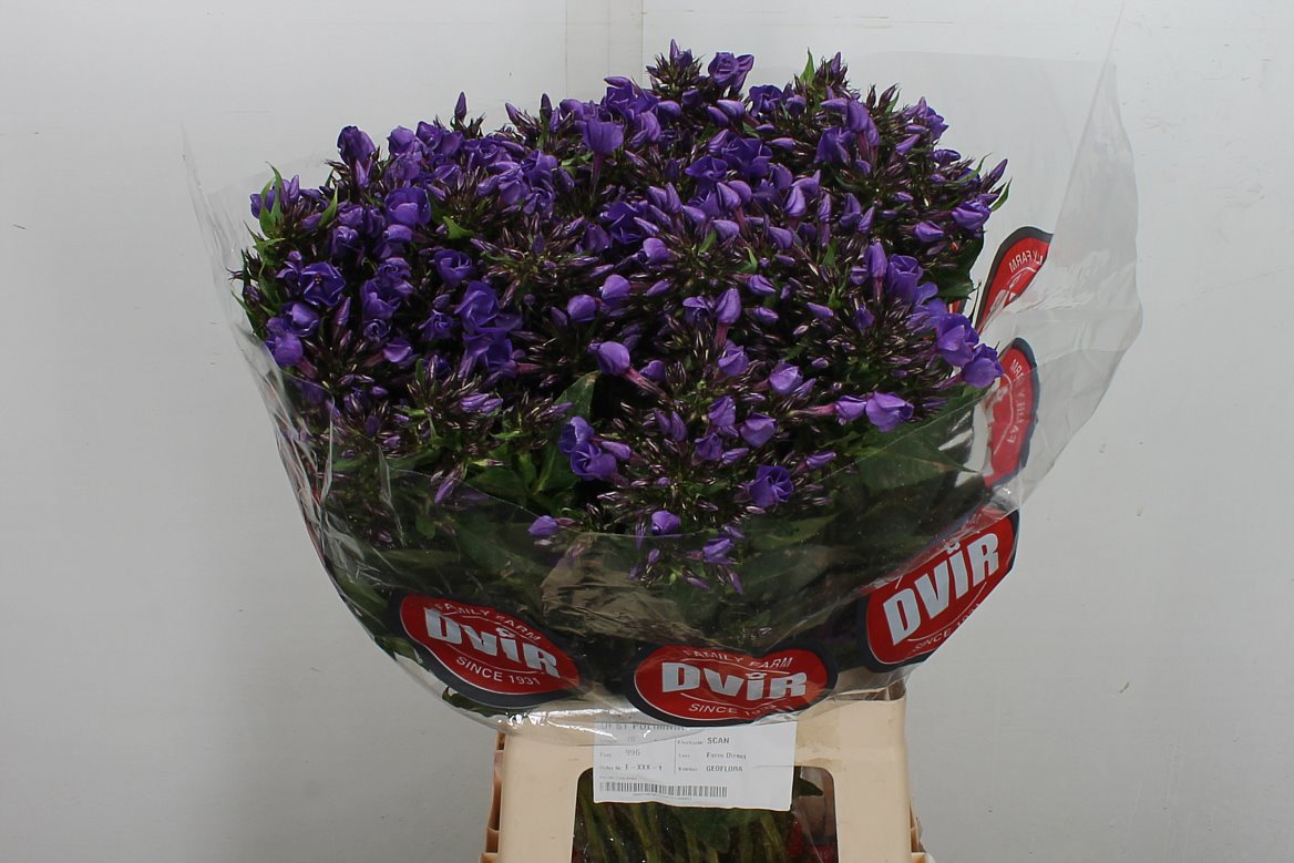 Phlox Van Gogh 70cm