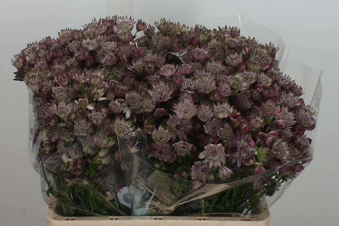 Astrantia Star Of Africa 60cm