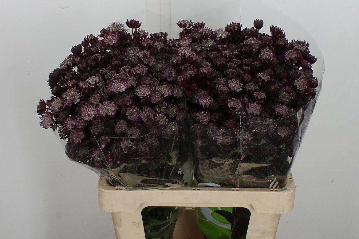 Astrantia Star Of Love 60cm