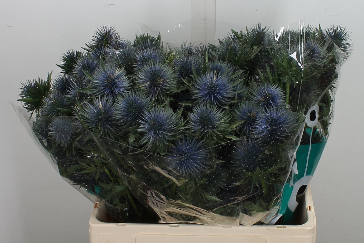 Eryngium Magnetar 60cm