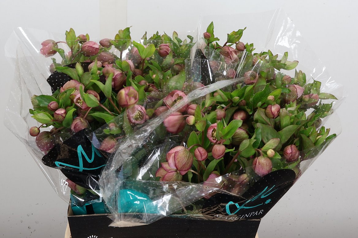 Helleborus Bella Belles 45cm