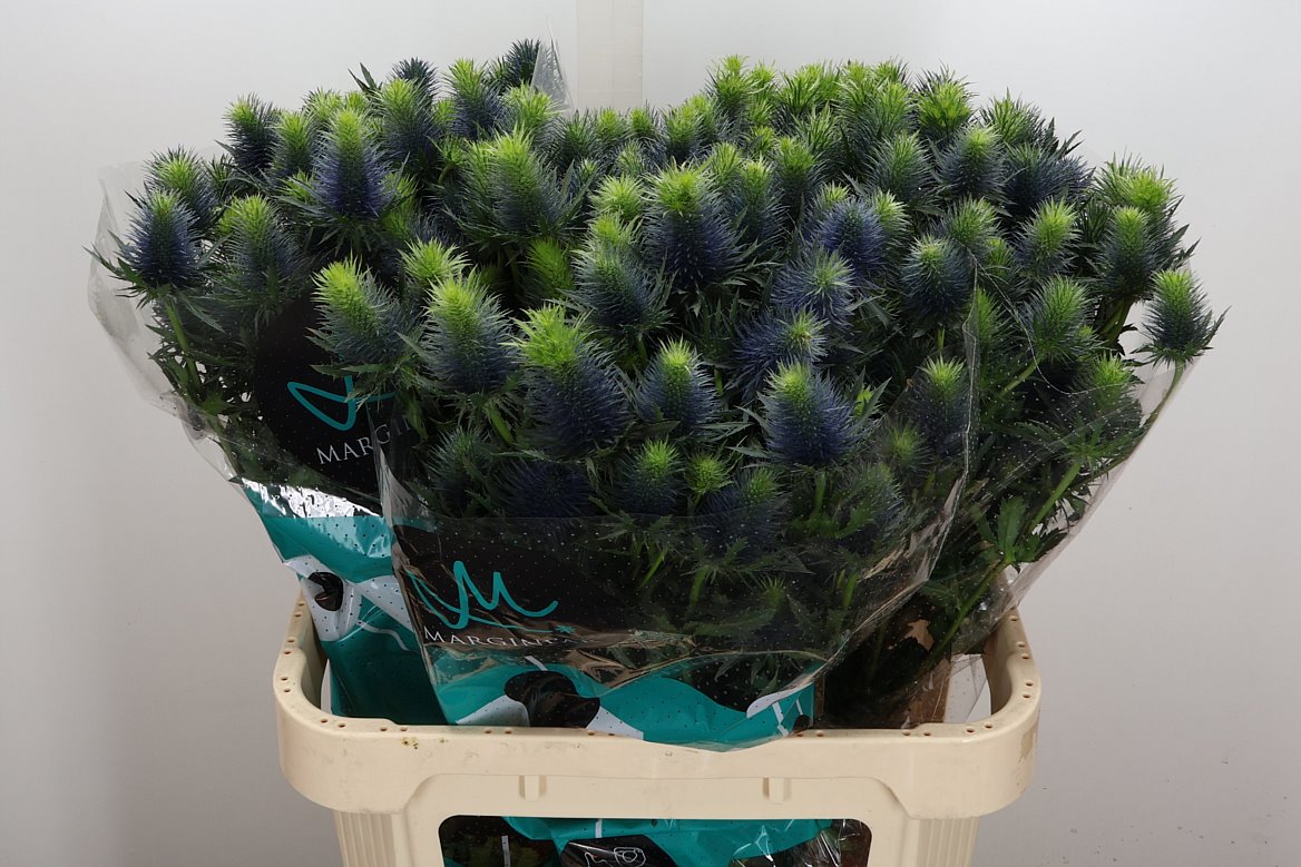 Eryngium Supernova Questar 80cm