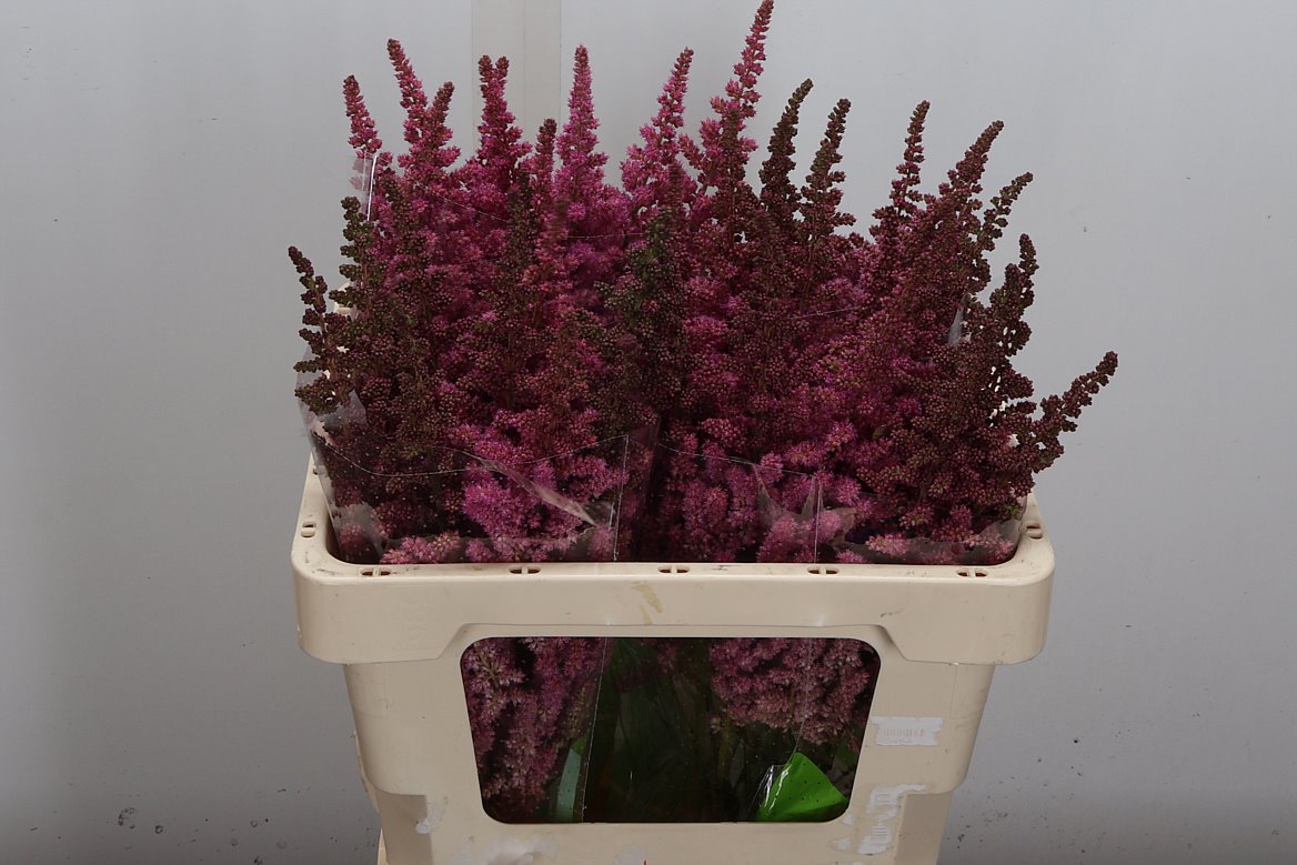Astilbe Vision In Pink 55cm