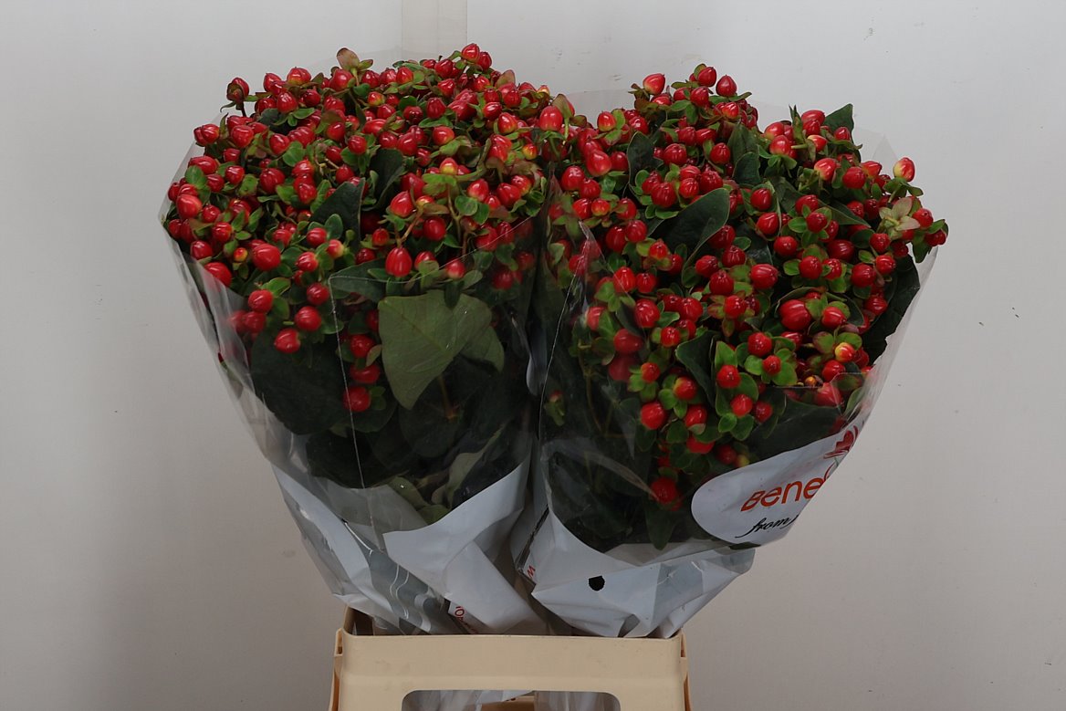 Hypericum Magical Triumph 70cm