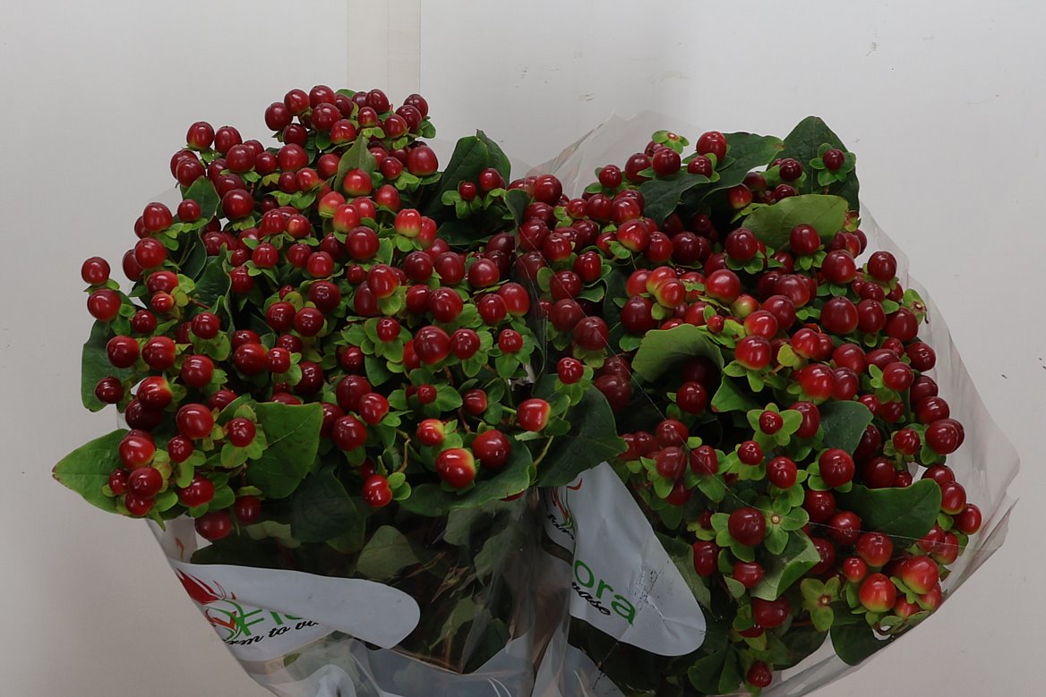 Hypericum Magical Seasons 70cm