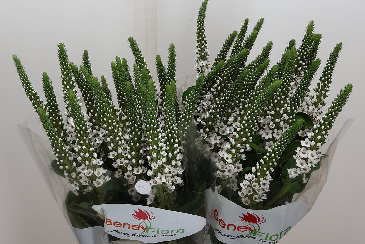 Lysimachia Moonlight 70cm