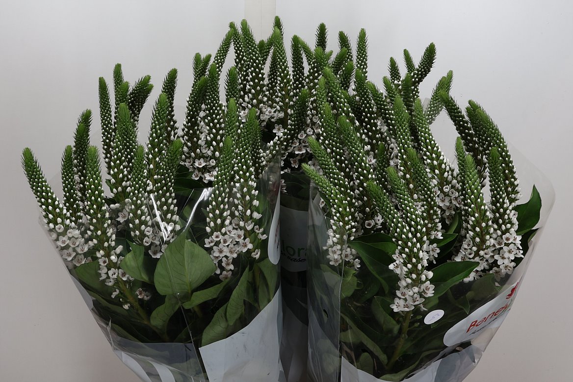 Lysimachia Moonlight 80cm
