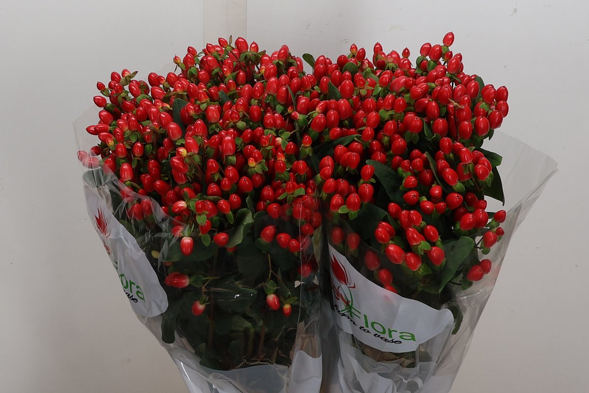 Hypericum Go Top 70cm