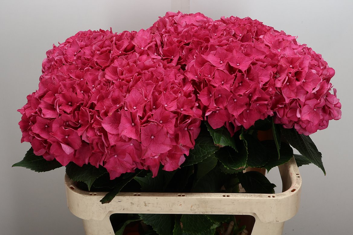 Hydrangea Rodeo Red 80cm 19-21cm Hd