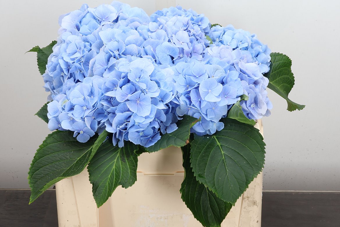 Hydrangea Verena Blue 50cm 16-18cm Hd