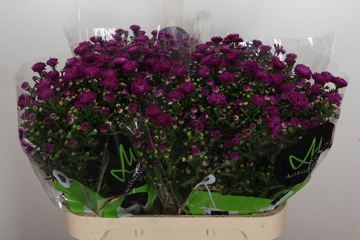 Aster Flash 80cm 30gr.