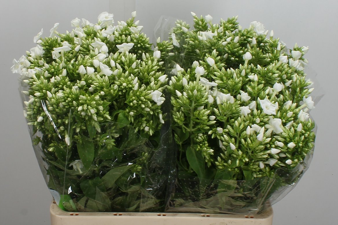 Phlox Icecap 60cm