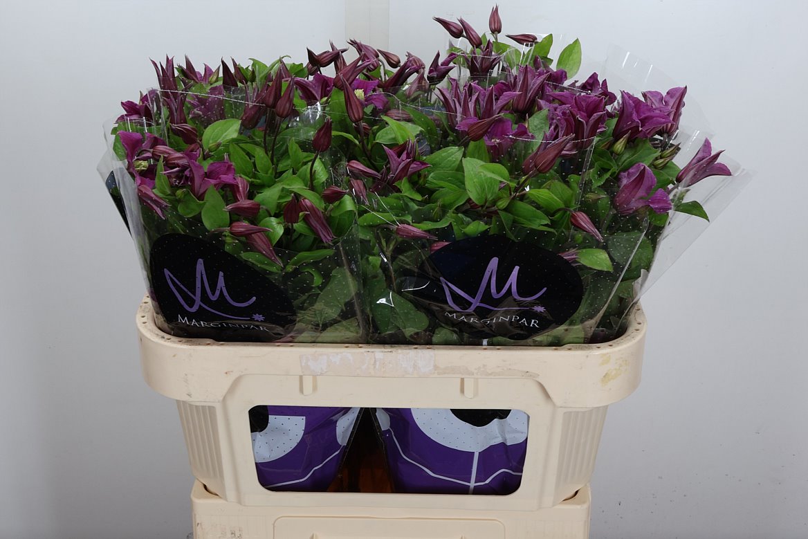Clematis Amazing Kyiv 70cm