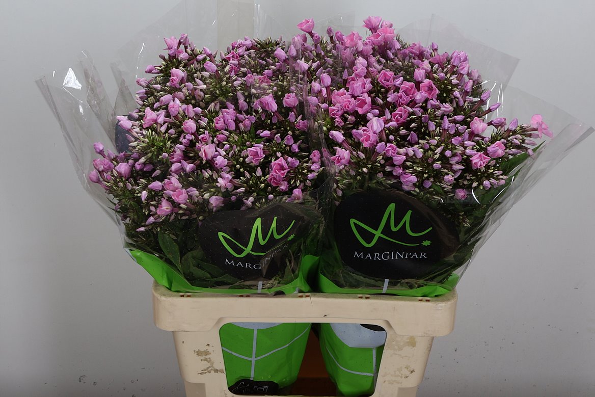 Phlox Pink Eyes 60cm