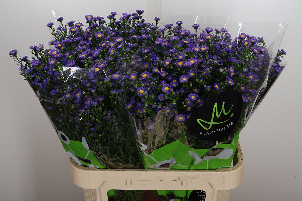 Aster Teeny Tiny Blue 80cm 30gr.