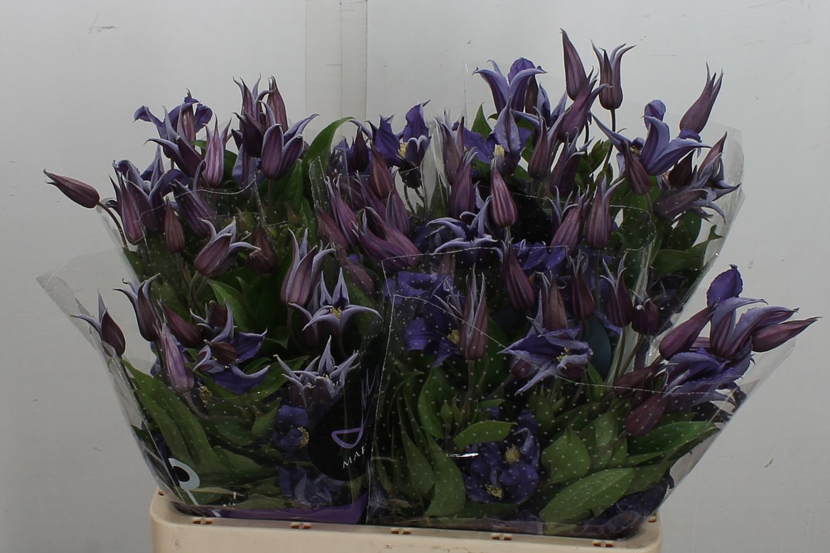 Clematis Blue Pirouette 60cm