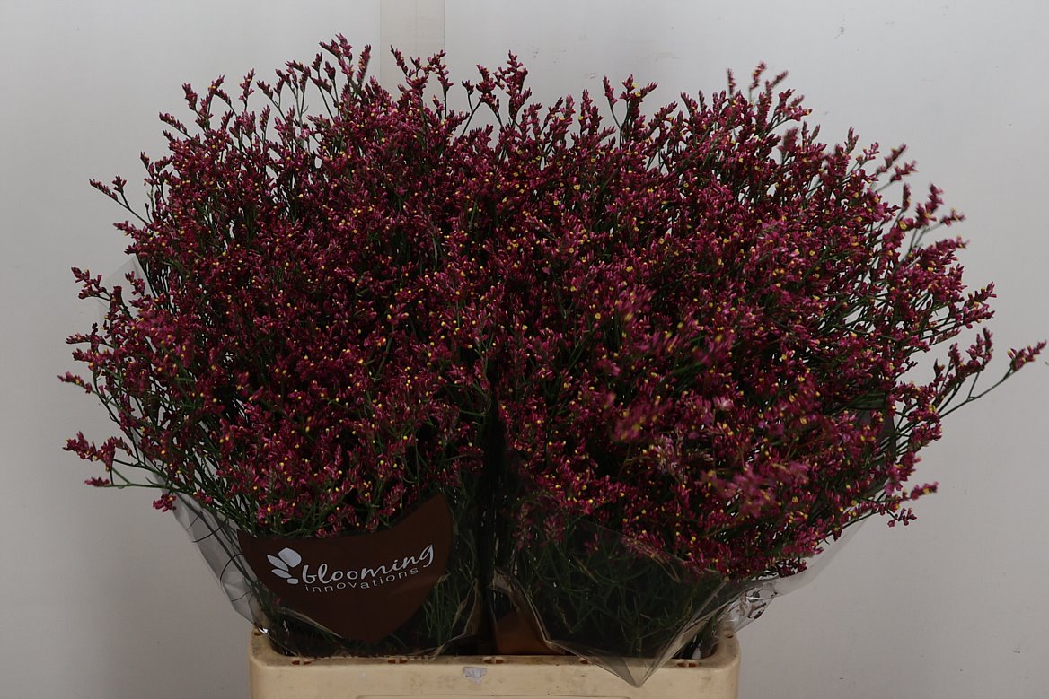 Limonium Sinense Scarlet Diamond 70cm 25gr.