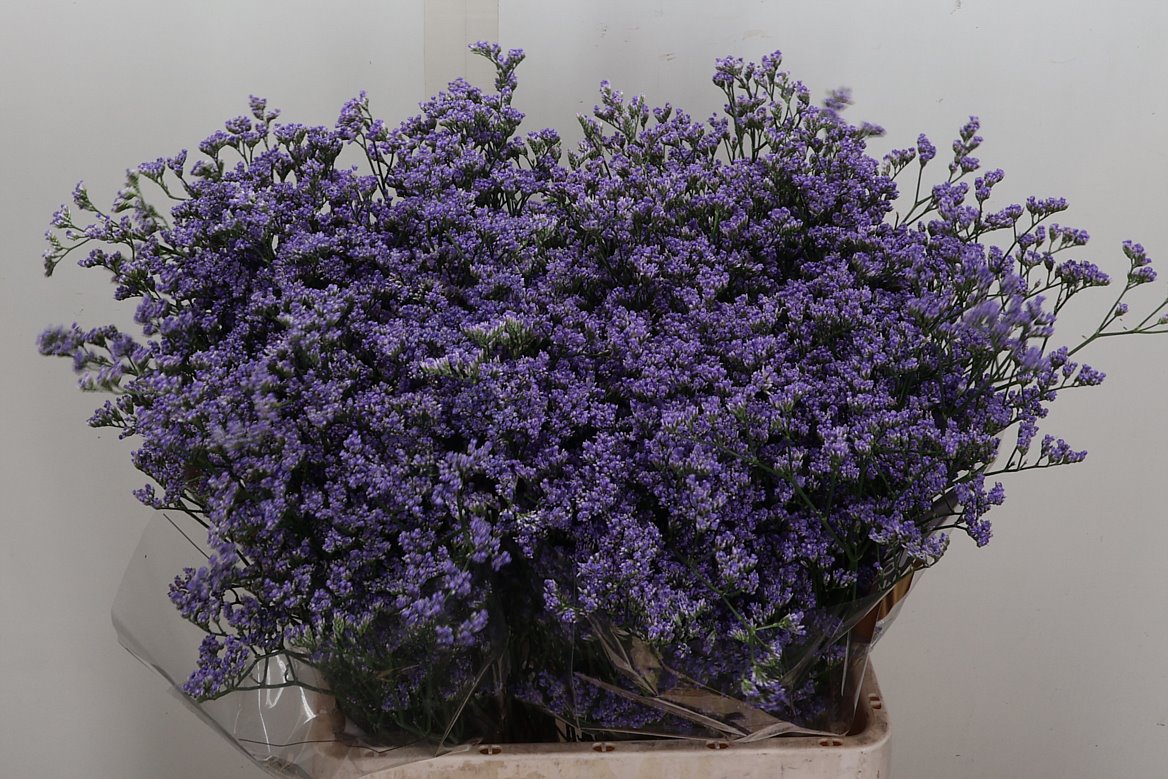 Limonium Utah Blue 70cm 25gr.