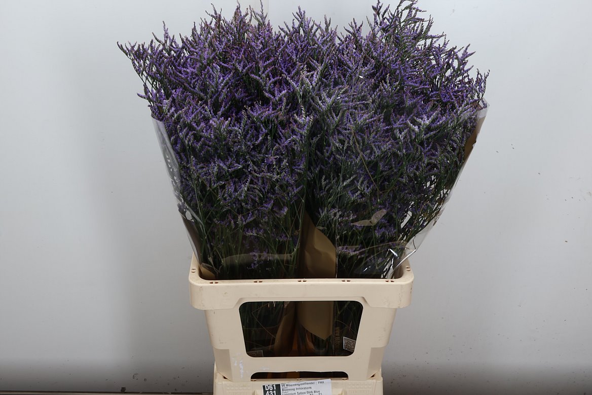 Limonium Safora Dark Blue 70cm 35gr.
