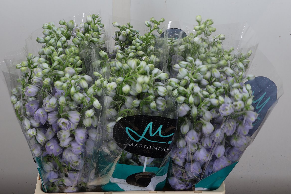 Delphinium Double Triton Lavender 60cm