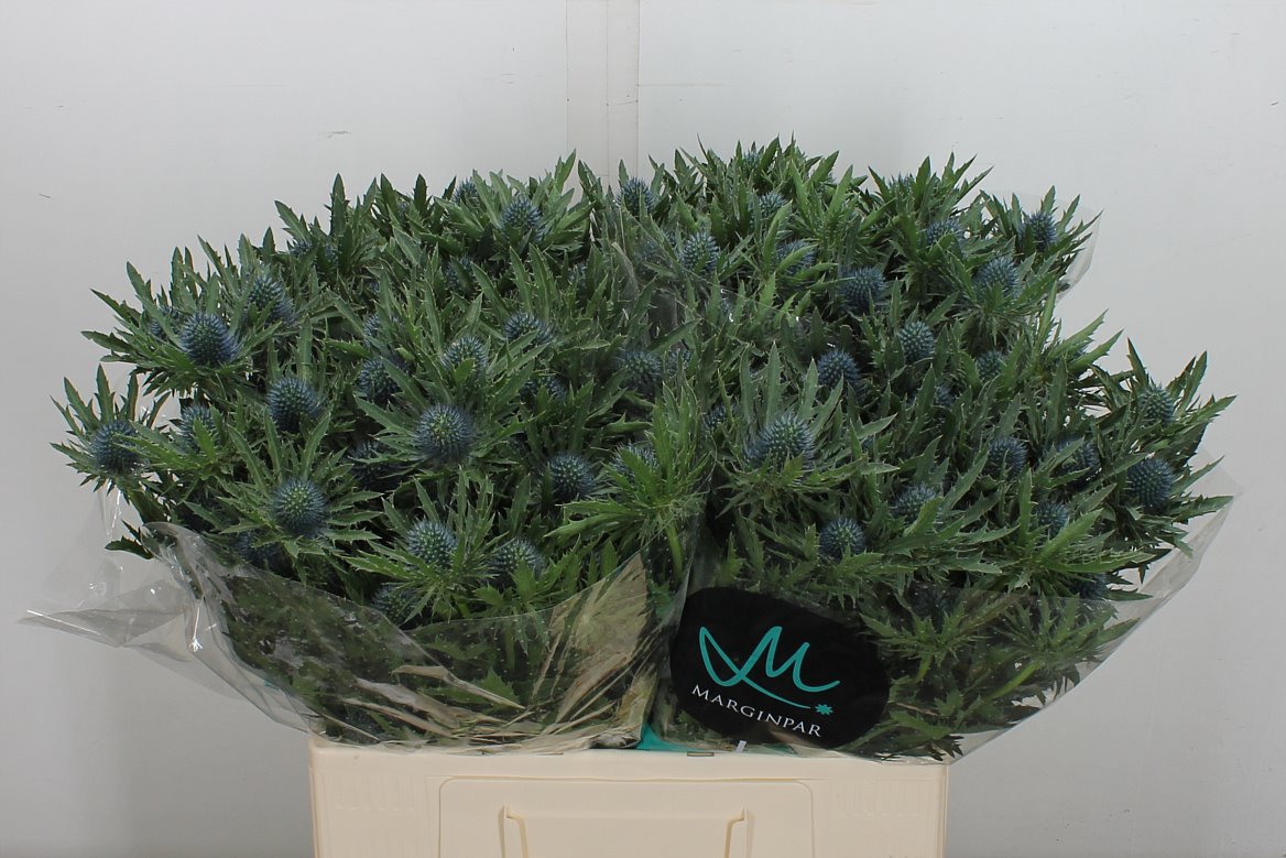 Eryngium Aquarius Questar 60cm