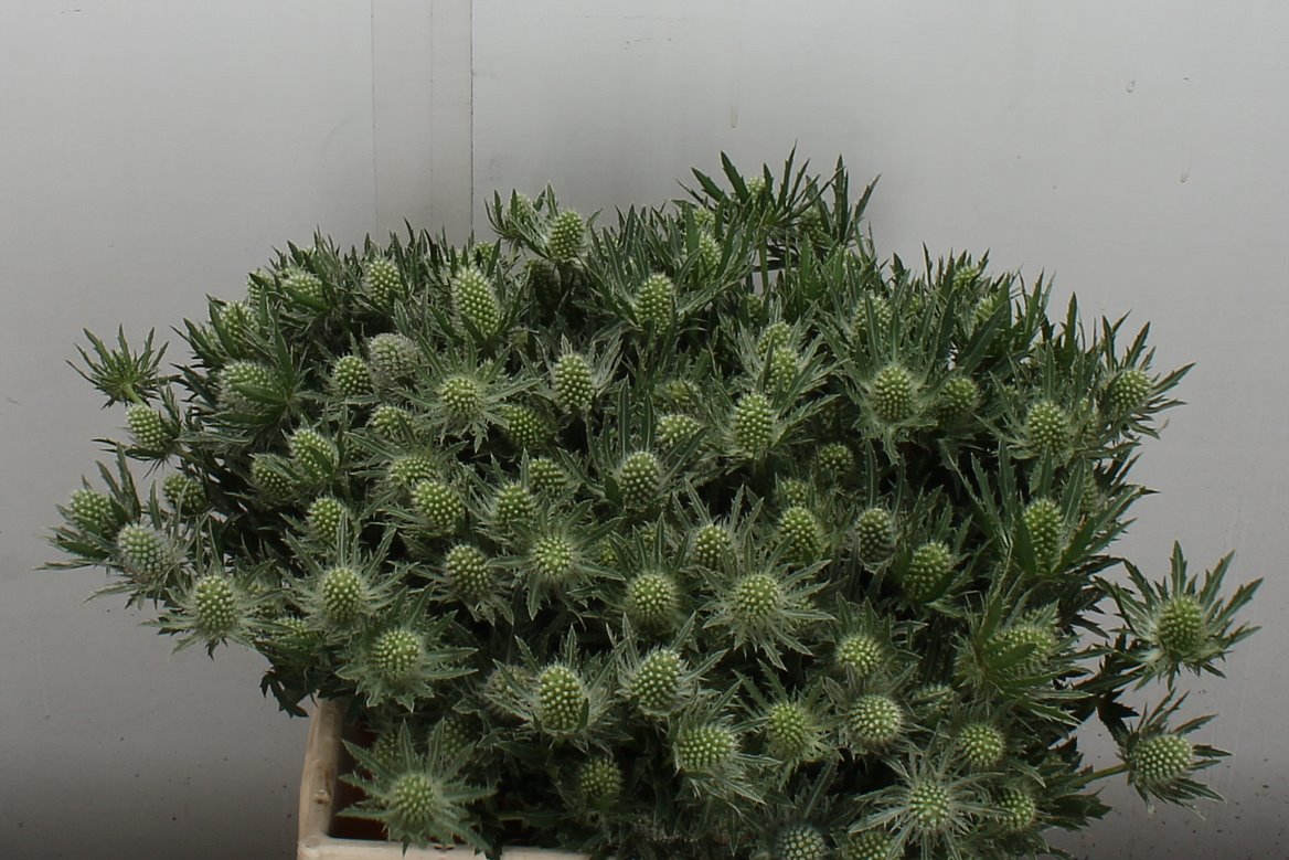 Eryngium Sirius Questar 40cm