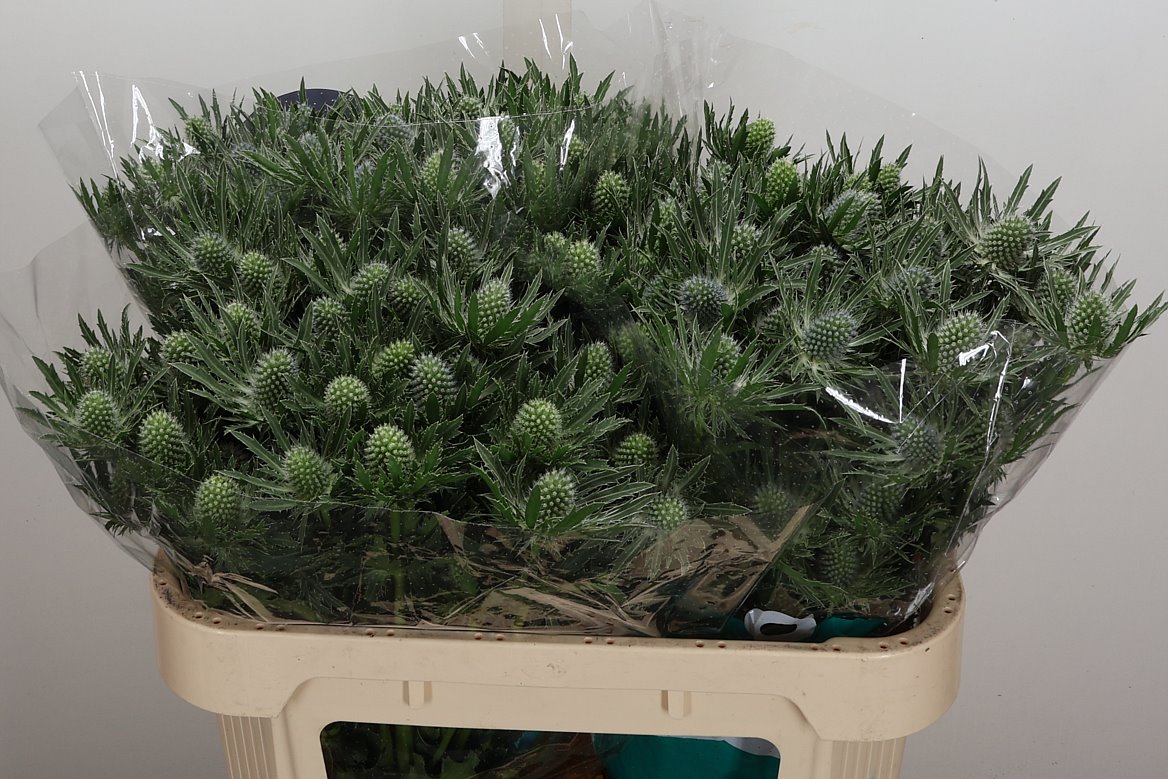 Eryngium Sirius Questar 70cm