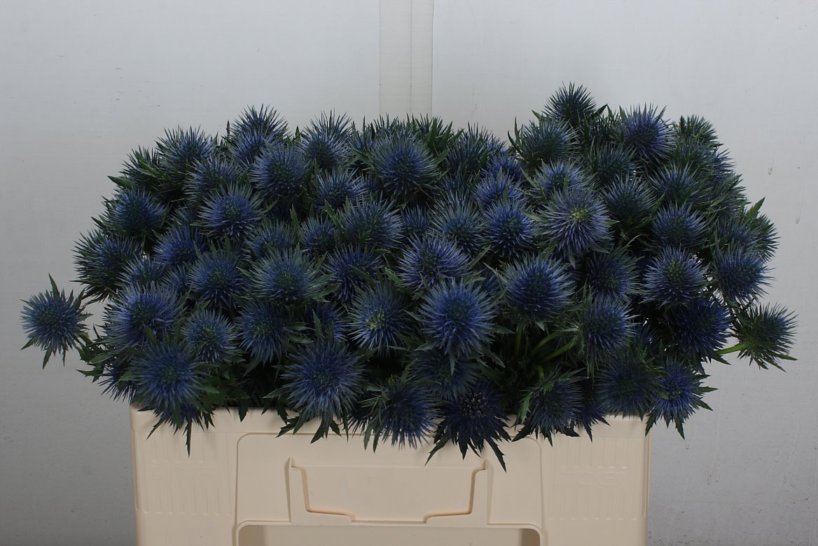 Eryngium Magnetar 50cm