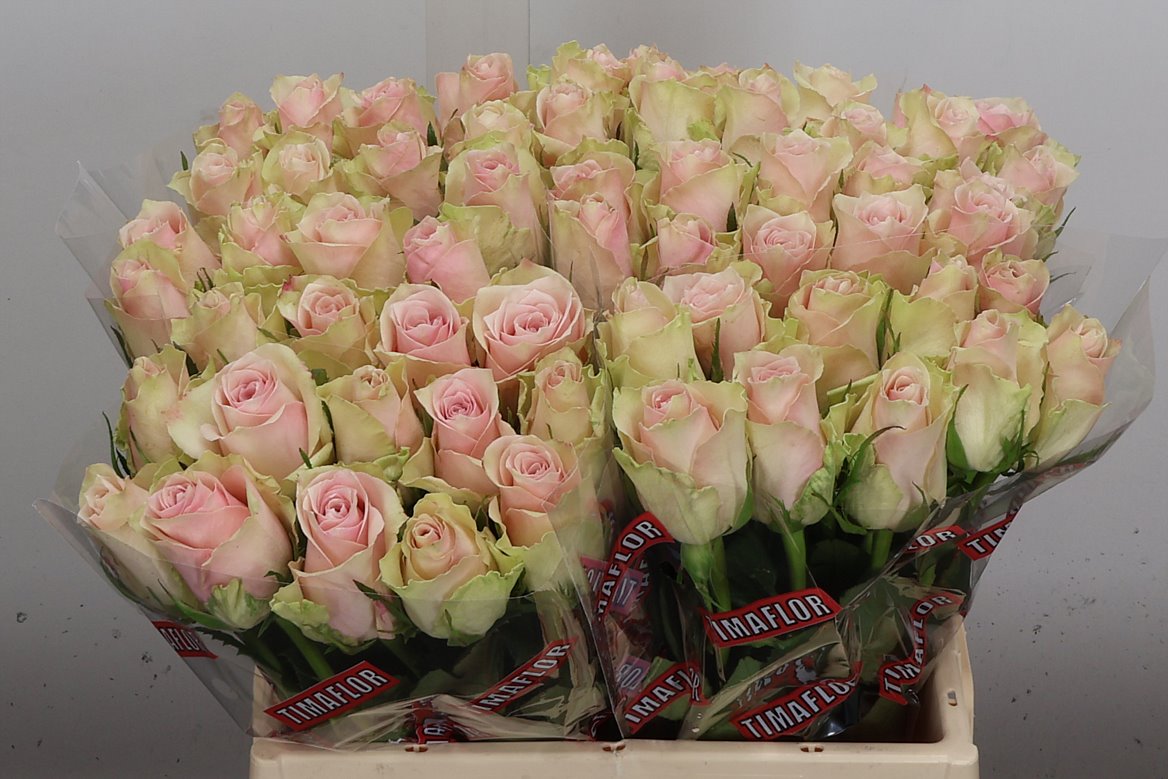 Rosa Pink Athena 40cm