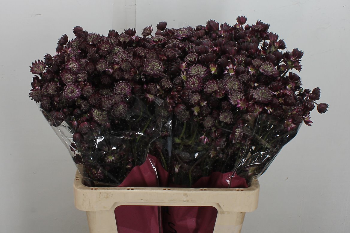 Astrantia Star Of Love 60cm