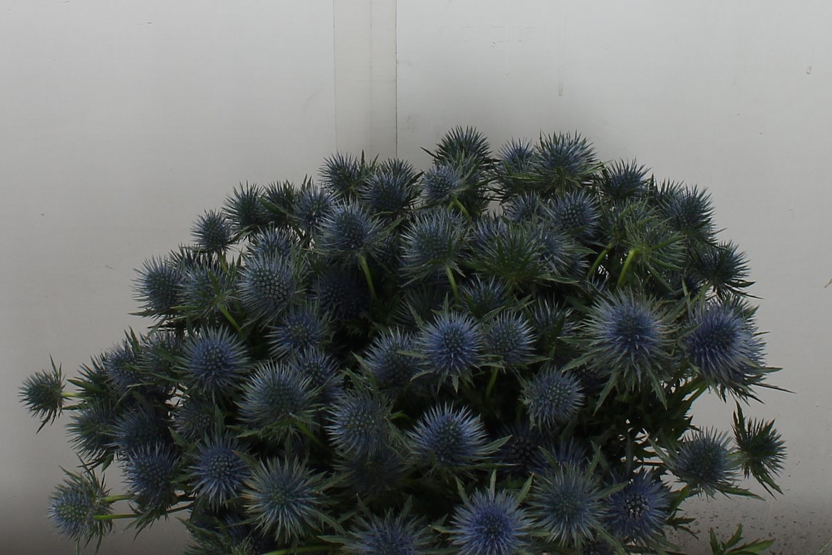 Eryngium Magnetar 40cm