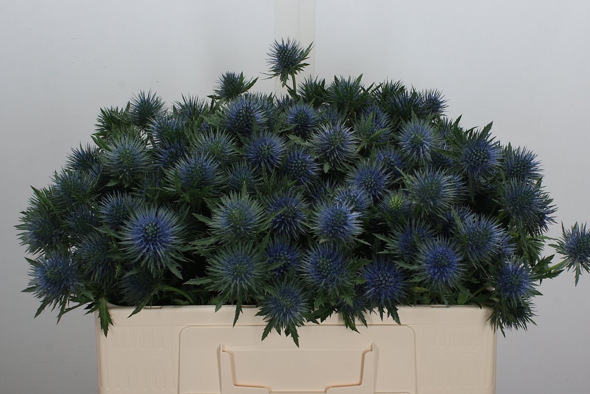 Eryngium Magnetar 50cm