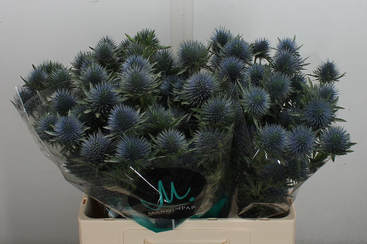 Eryngium Magnetar 60cm