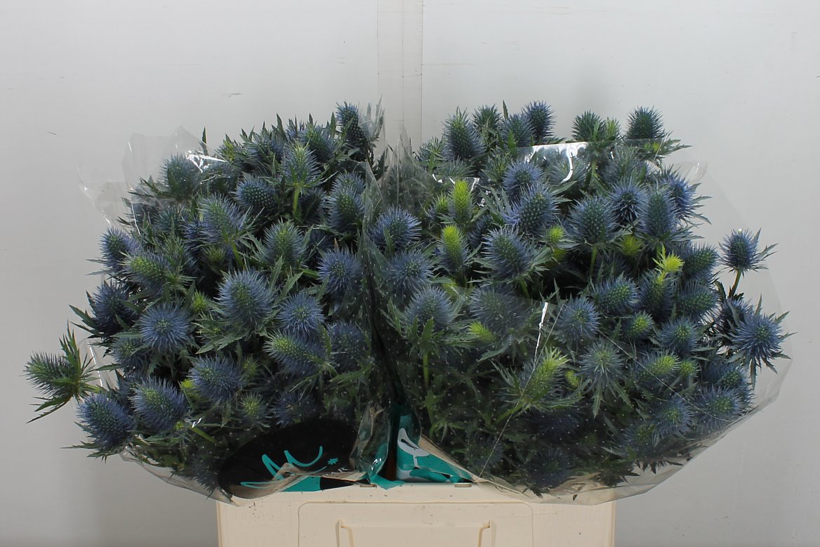 Eryngium Supernova Questar 60cm