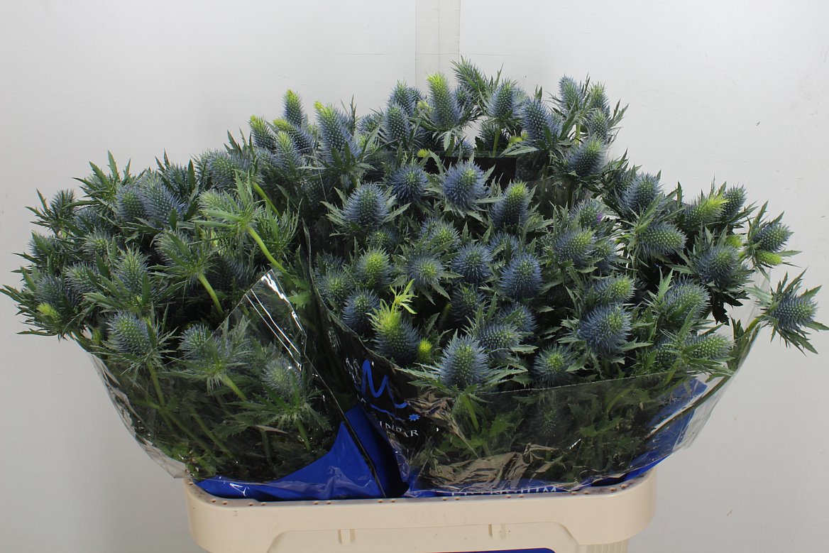Eryngium Supernova Questar 80cm