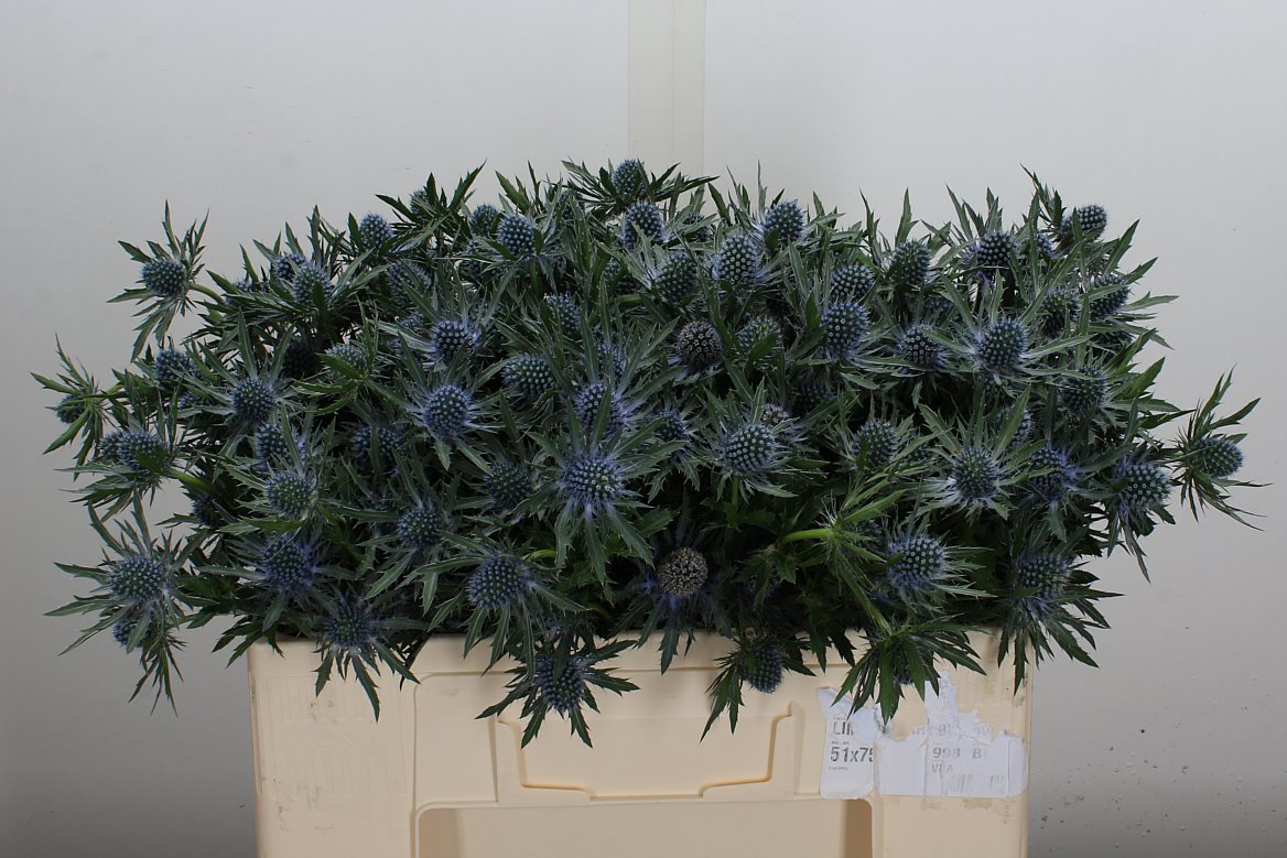Eryngium Aquarius Questar 50cm