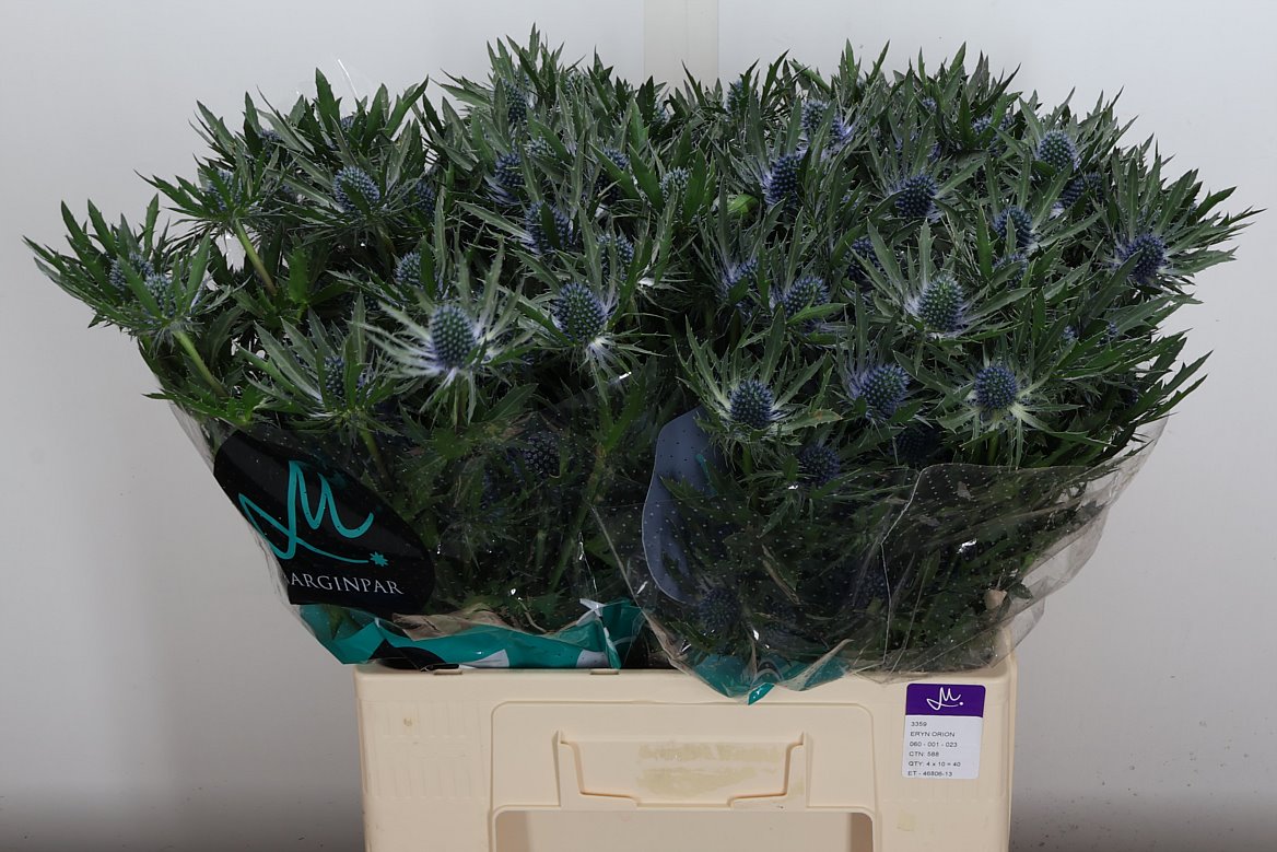 Eryngium Orion Questar 60cm