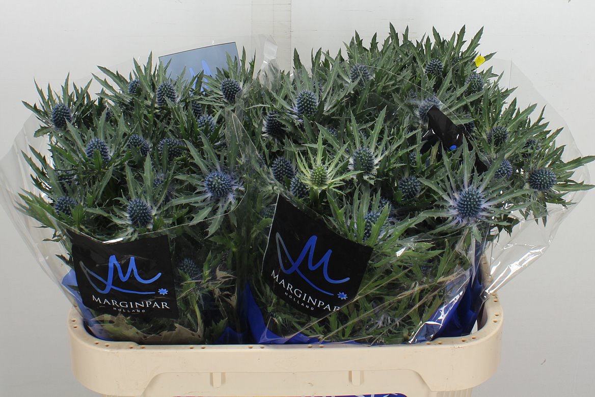 Eryngium Orion Questar 70cm