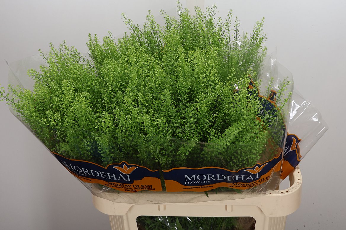 Lepidium Ruderale Green Bell 80cm 25gr.