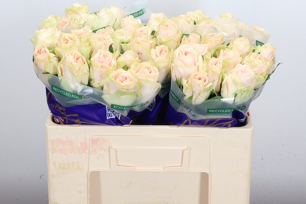 Rosa Wedding Rose 50cm