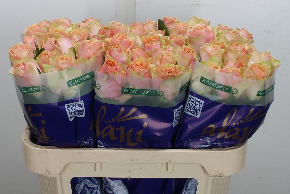 Rosa Dividend 70cm