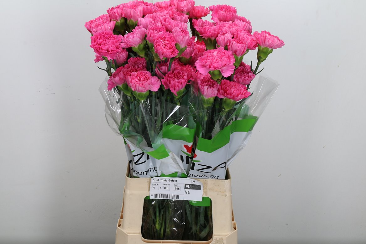 Dianthus Single Tonic Golem 70cm