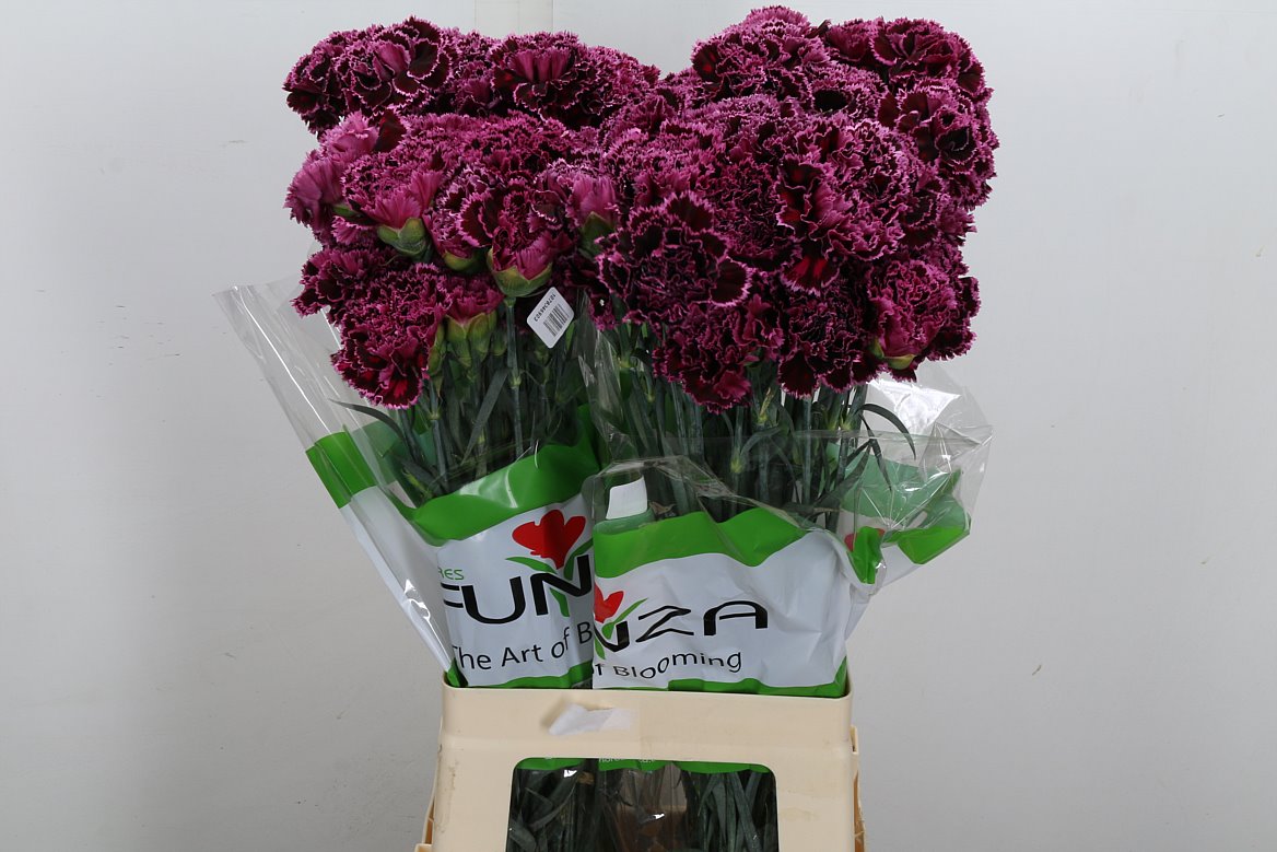 Dianthus Single Nobbio Burgundy 70cm