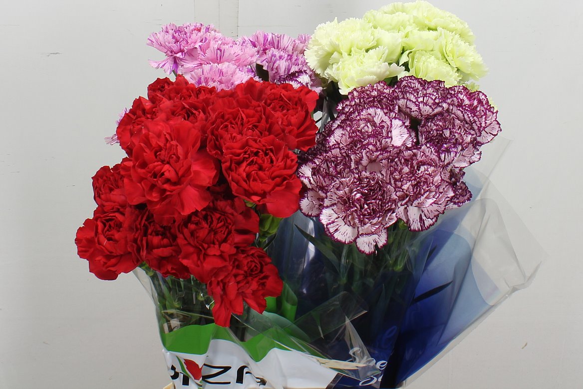 Dianthus Single Gem In Fust 70cm