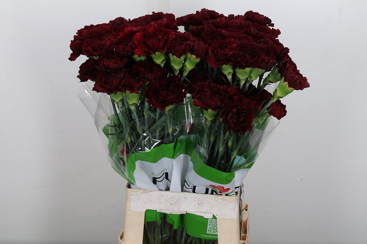 Dianthus Single Zurigo 70cm