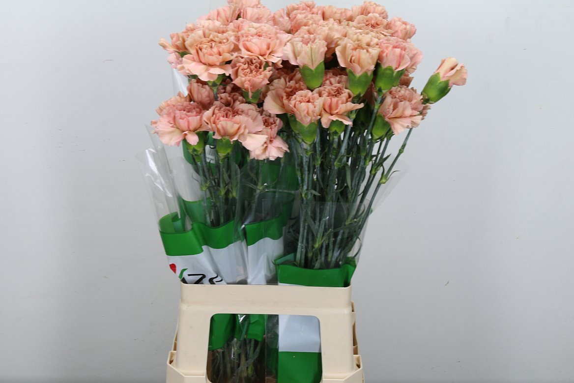 Dianthus Single Caramel 70cm